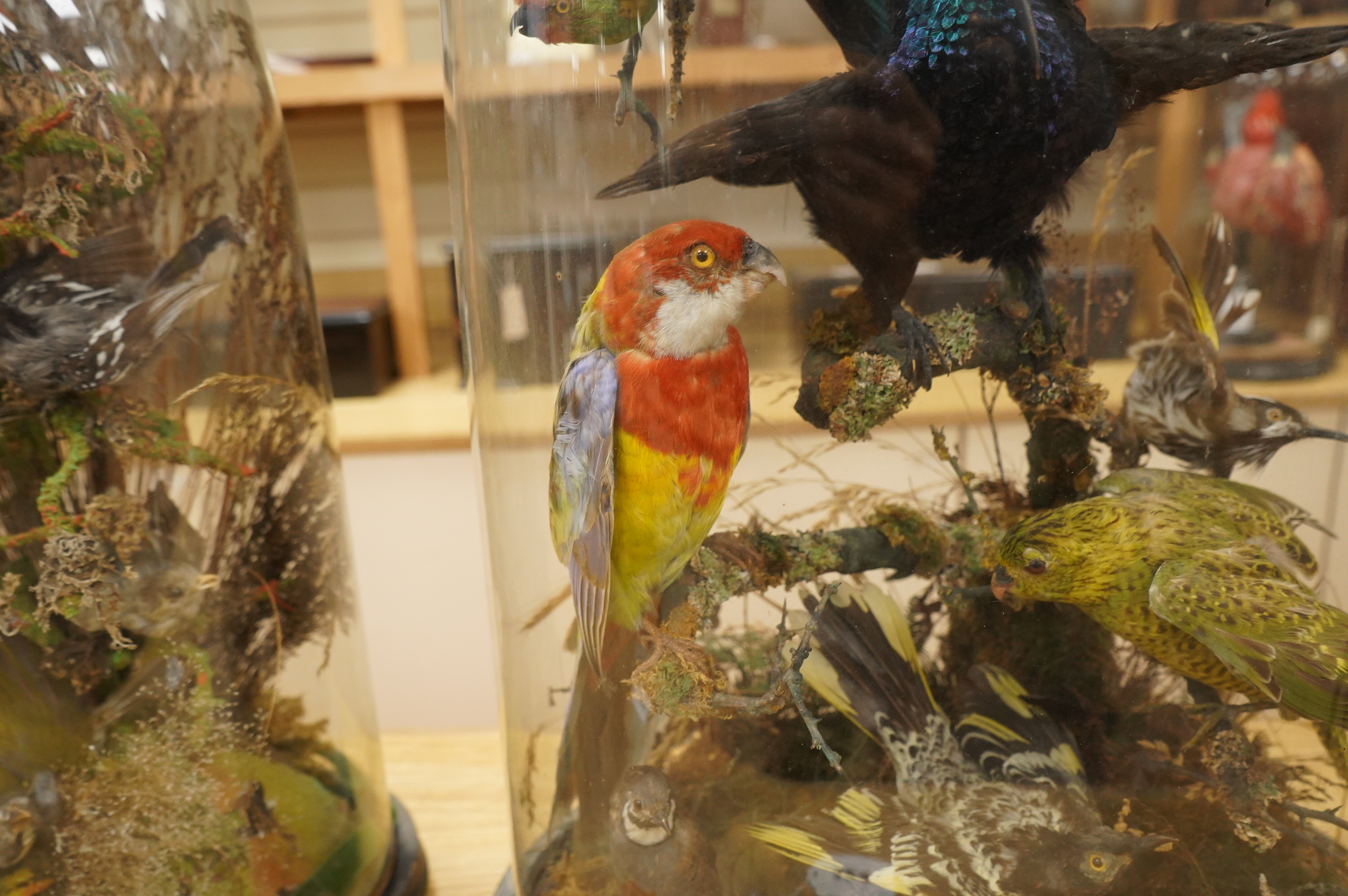 A Victorian taxidermy display of exotic birds including an Eastern Rosella, a Turquoise Parrot, a Night Parrot, etc., contained within a domed case with ebonised base, 70cm high, 40cm wide